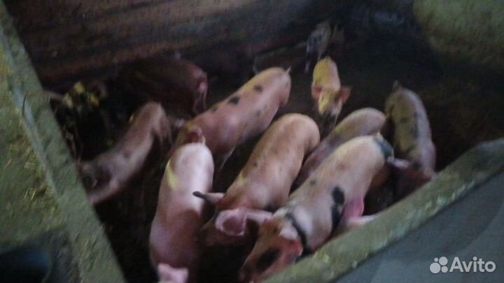 Пищевые отходы от варки кухонь на корм животных