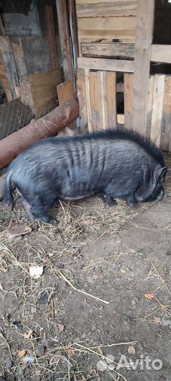 Вьетнамские свиньи