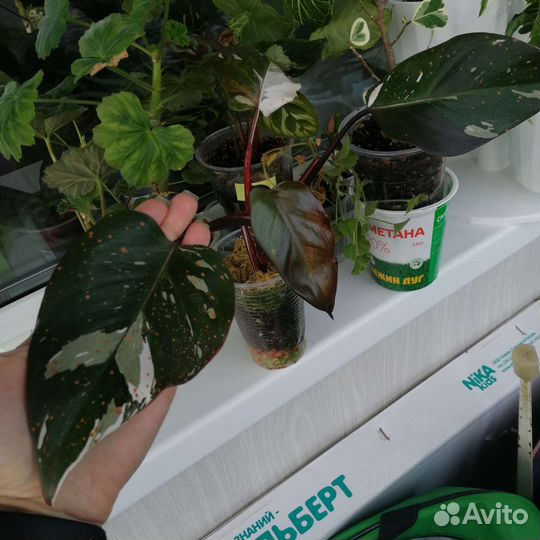 Филодендрон ред андерсон