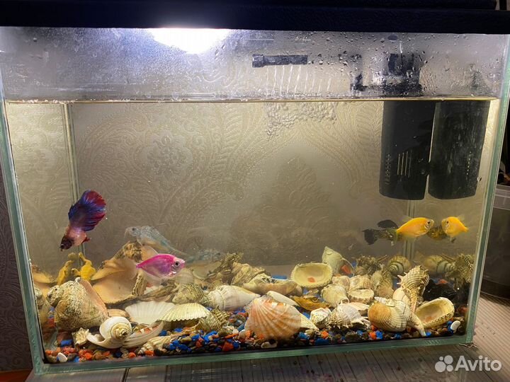 Аквариум с рыбками