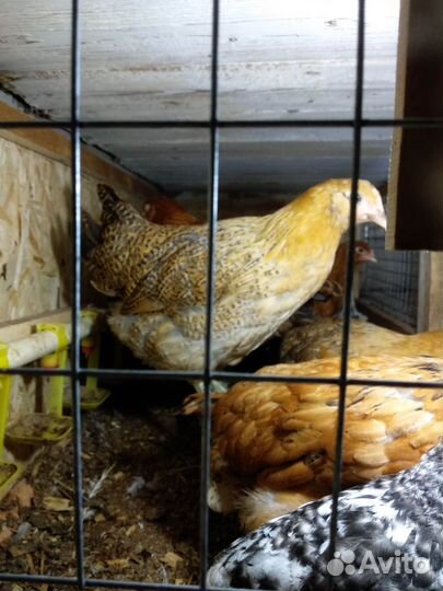 Куры Кучинская юбилейная и Пушкинская