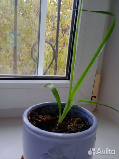 Индийский лук