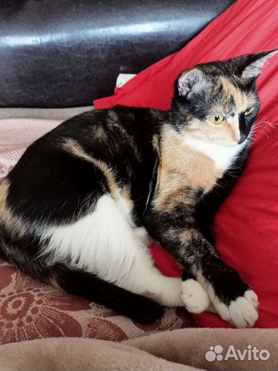 Кошка 1,5года, стерилизована