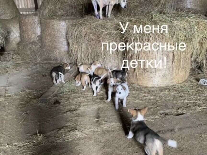 Собака и ее щенки