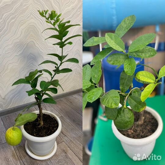 Лимон пандероза укорененные