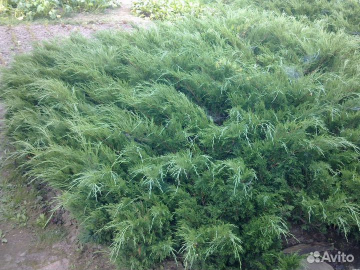 Хвойные растения