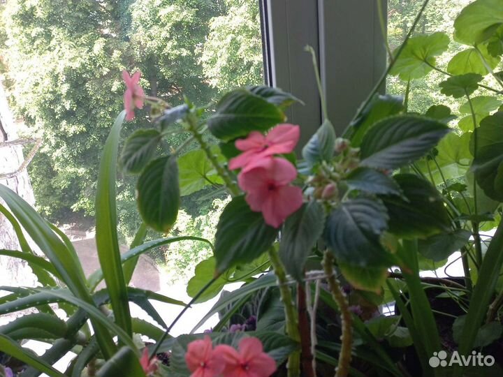 Комнатные цветы