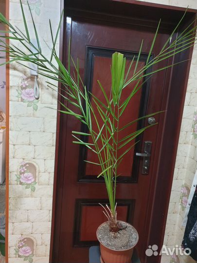 Пальма драцена