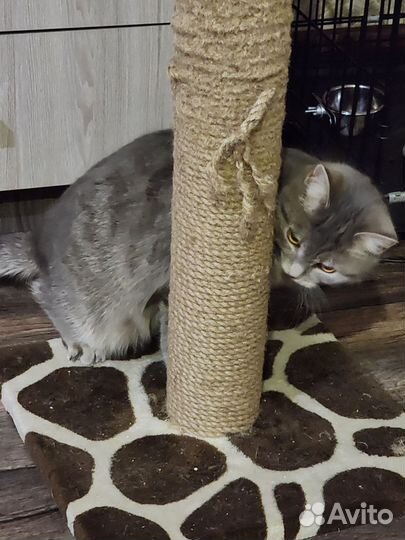 Шотландская