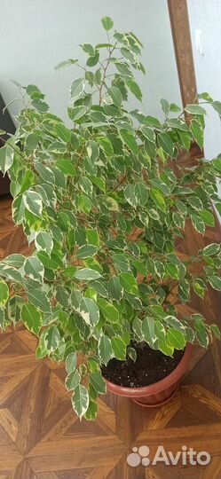 Комнатные растения