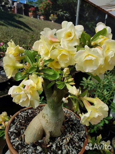 Сортовые черенки адениумов. Разные