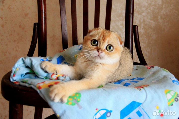 Йогурт - золотой фолдик