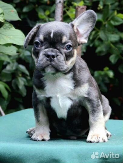 Французский бульдог мальчики