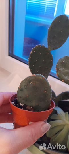 Кактусы + кактусята + опунция