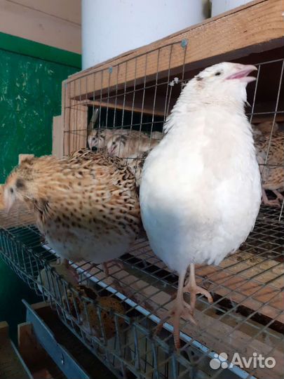 Несушка перепелка