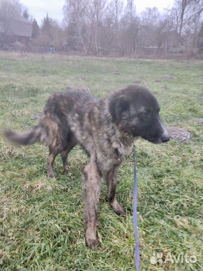 Собака в добрые руки отдам бесплатно
