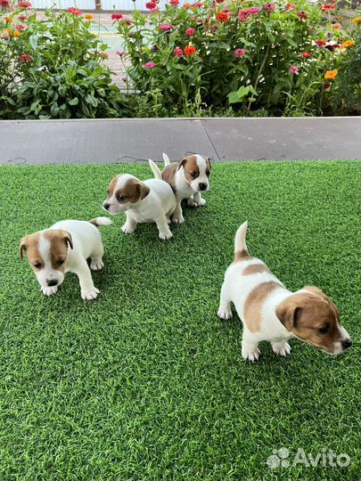 Щенки джек рассел терьер