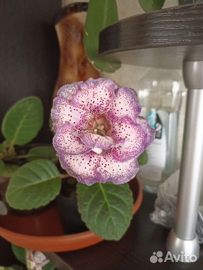 Цветы глоксиния