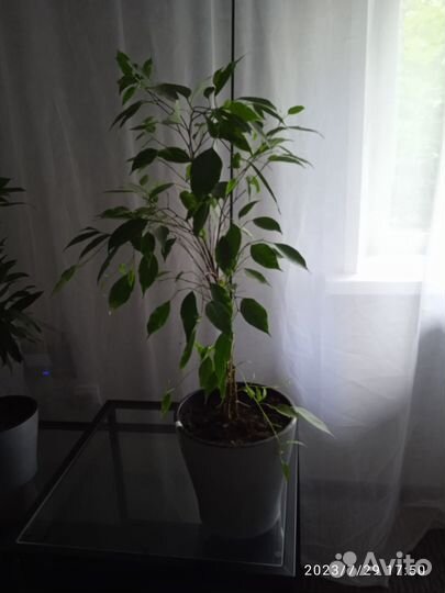 Продам фикус