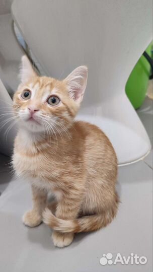 Рыжий проказник 2 мес