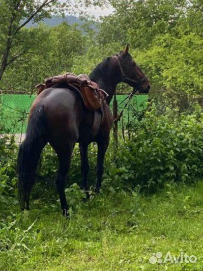 Карачаевский жеребец, 6 лет