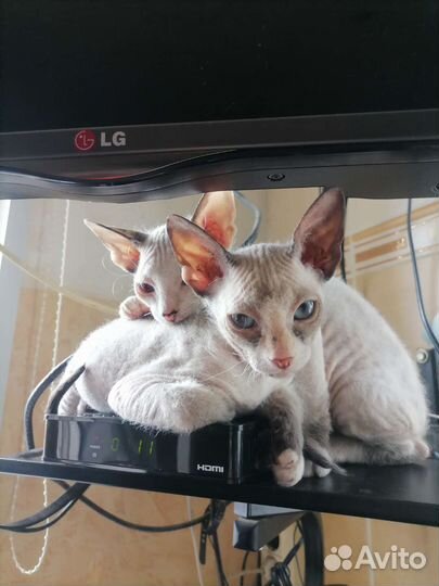 Канадский сфинкс котенок девочка