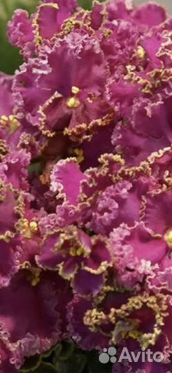 Детки сортовых фиалок