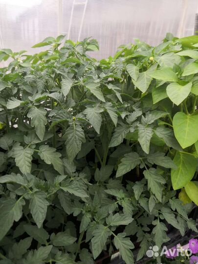 Рассада помидор