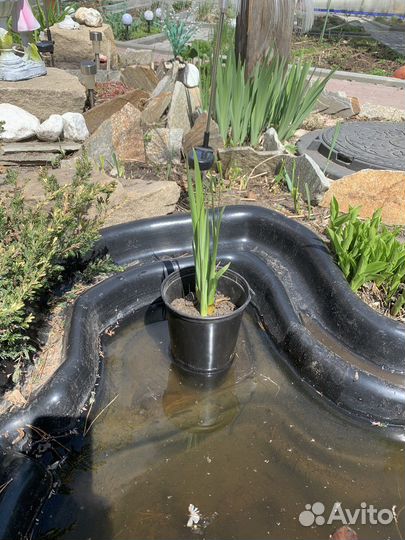 Ирис болотный желтый, многолетник