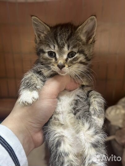 Котенок полосатик в добрые руки