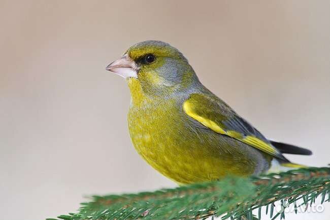 Певчие птицы