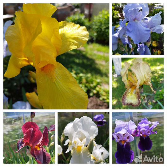 Ирисы, разные сорта