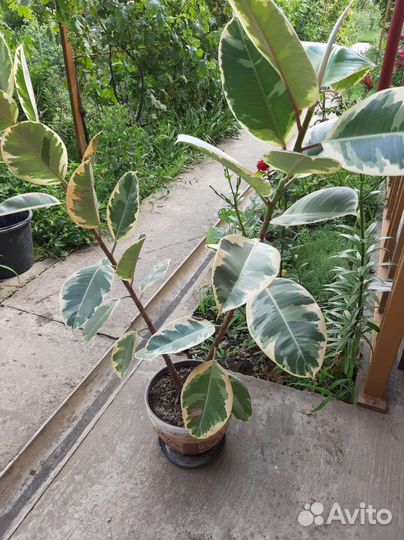 Фикус каучуконосный эластика тинеки