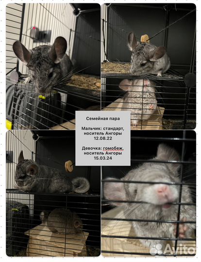 Шиншиллы в любящую семью