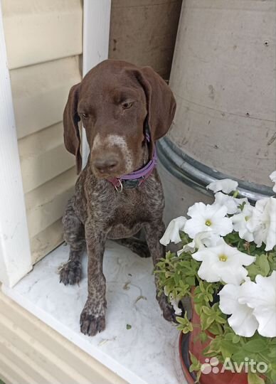 Щенки курцхаара