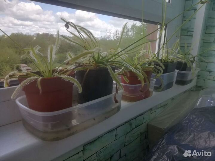 Хищные растения. Росянка капская