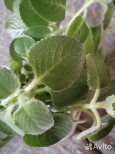 Комнатная мята плектрантус