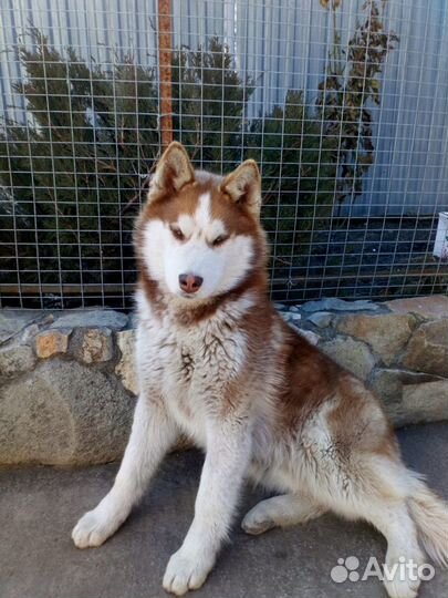 Сибирский хаски