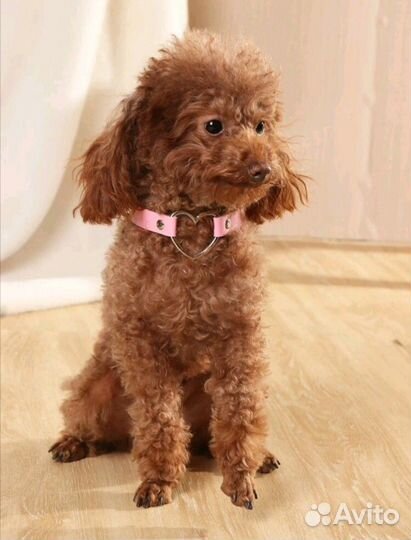 Ошейник для кошки, собаки