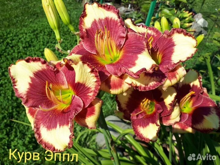 Лилейник Курв Эппл