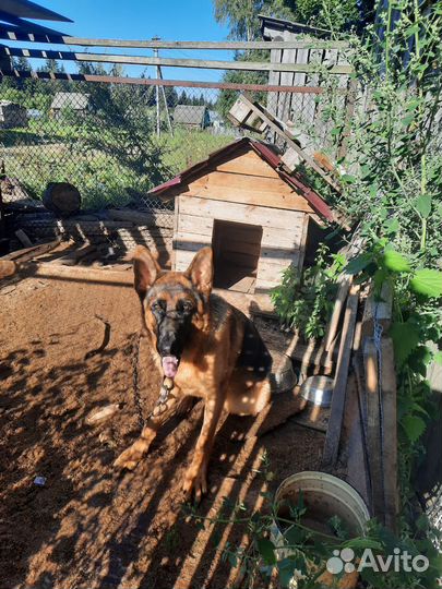 Немецкая овчарка