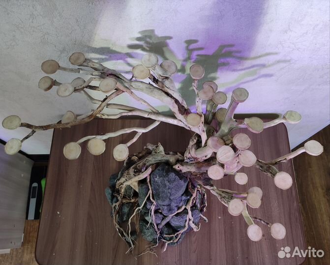 Коряга для аквариума бонсай
