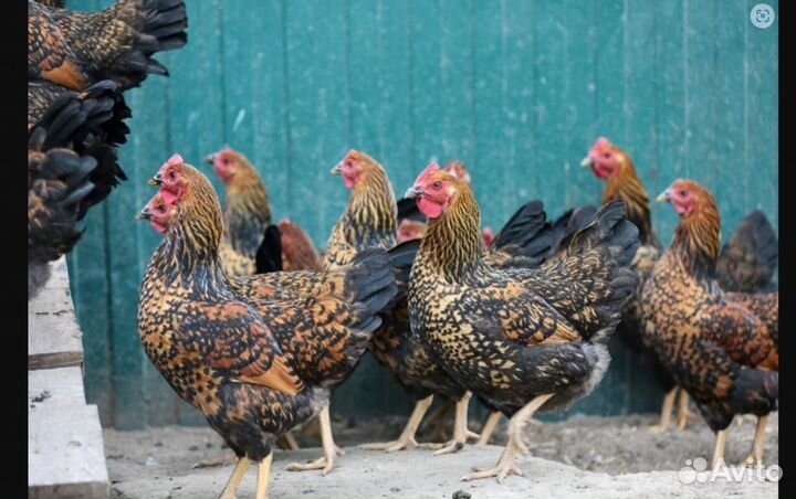 Продам кучинских цыплят
