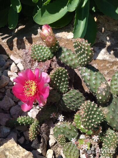 Морозостойкие кактусы, молодило, очитки