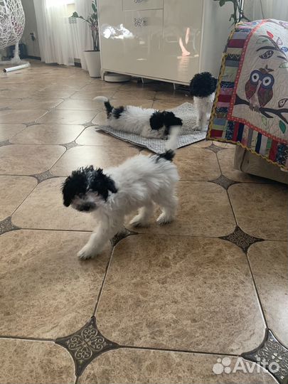 Собака мини пудель