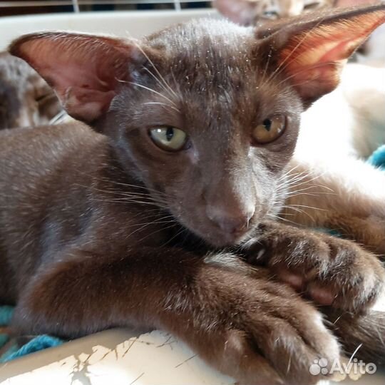 Ориентальные котята