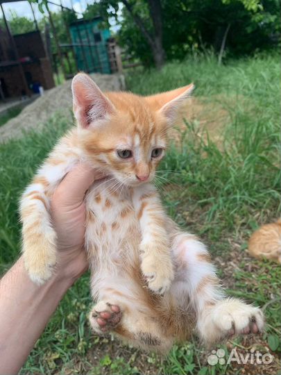 Рыжие котята