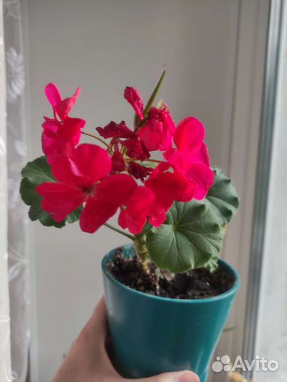 Пеларгония герань