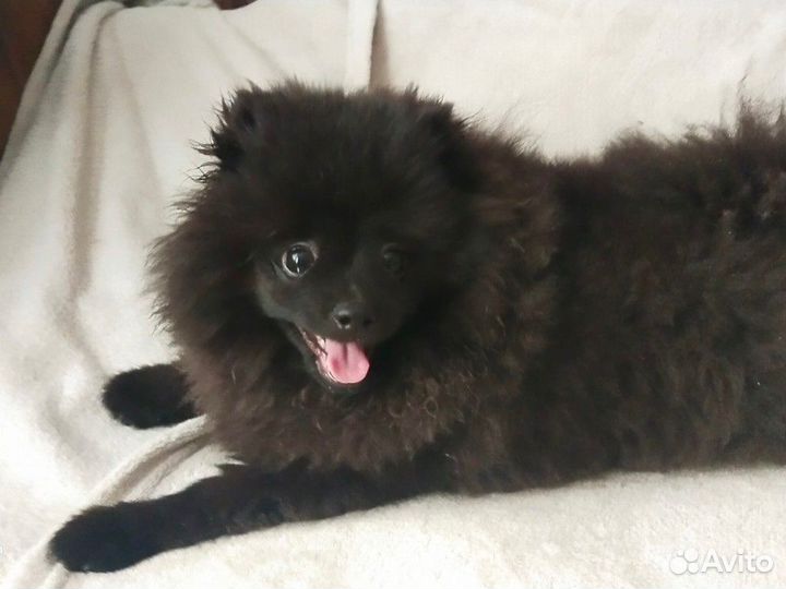 Квартирная передержка/зооняня для животных