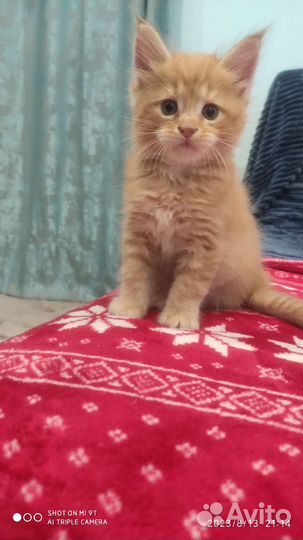 Котята Мейн Кун